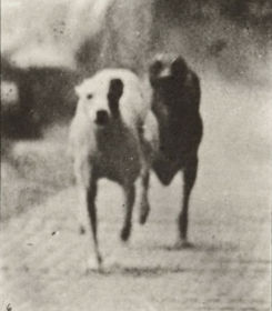 Plate 711 'Ike' and 'Maggie' racing — figure reference